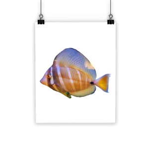 Beautiful Colored Fish Classic Poster
