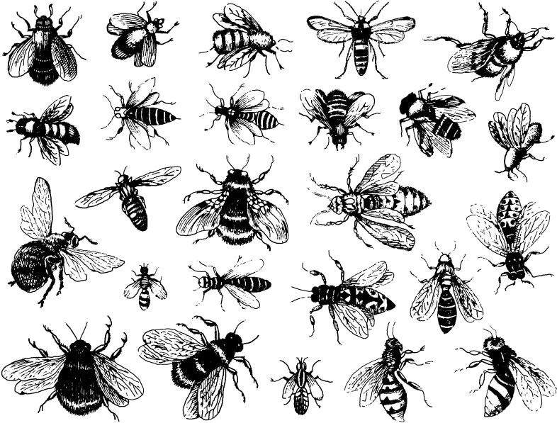 Bees Decal
