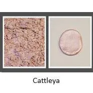 Cattleya - Aurora Series Luster Colors
