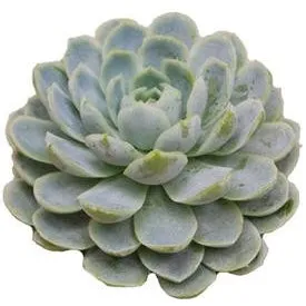 Green Succulent Flower